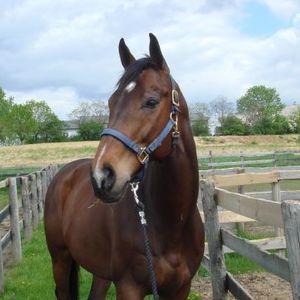 Meet your Posher, Laura